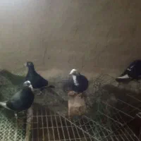 کفتر پلنگ|پرنده|نهبندان, |دیوار