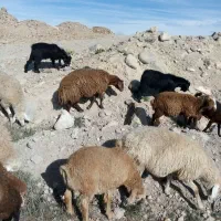 کیلو 300000تومان|حیوانات مزرعه|سرعین, |دیوار