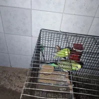 مرغ عشق سرو حال|پرنده|دهلران, |دیوار