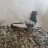 کفتر کبوتر|پرنده|شیراز, حجت آباد|دیوار