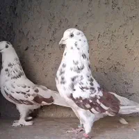 کفتر گم شده