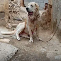 عراقی اصیل نسل دار