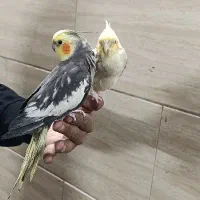 عروس نر یک و دو ساله|پرنده|تهران, شهرک شریعتی|دیوار