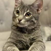 واگذاری گربه