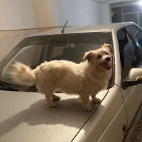 سگ پامر اشپیتر