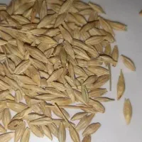 جو بذری ،ریحان ایرانی،دونه درشت ، آب خورده
