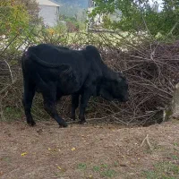 گوساله نر ناف دار|حیوانات مزرعه|رضوانشهر, |دیوار