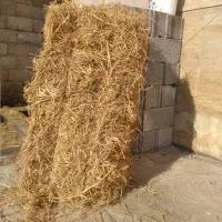 سرچینا کاه تازه