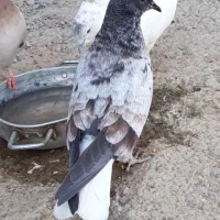 نر قوچی با جوجش اصیل ۴ملیون|پرنده|هشتگرد, شهرک اداری|دیوار