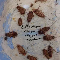 سمپاشی حشرات/سمپاشی موریانه/سمپاشی سوسک،ساس موش و.