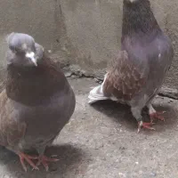 جفت سرخ کاکولی پروک