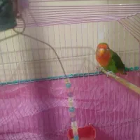 طوطی برزیلی|پرنده|رشت, کوی حسینی|دیوار