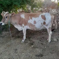 فروش ۴راس گاو وگوساله