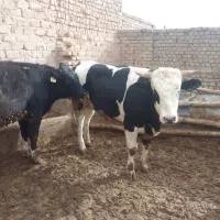 ۴راس گوساله نر