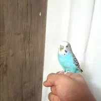 مرغ عشق دستی ماده