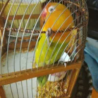 طوطی برزیلی