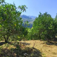 زمین با جواز اربه کله رامسر