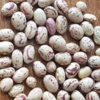 لوبیا چیتی مختار تازه برداشت شده بوجاری شده