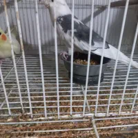 دو جفت عروس هلندی لوتینو و البینو به همراه جوجه|پرنده|مشهد, شهرک مطهری|دیوار