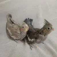 یک جفت جوجه عروس هلندی