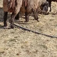 فروش بز، میش،کهره ،بره|حیوانات مزرعه|یاسوج, |دیوار