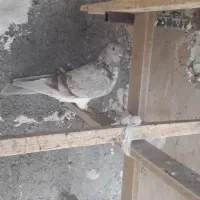 کفتر پرشی|پرنده|پاکدشت, حصار امیر|دیوار