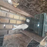 فروش  سبزووسرخ وطوقی|پرنده|خرمشهر, |دیوار
