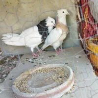 کبوتر طوقی|پرنده|دره شهر, |دیوار