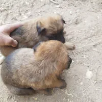 واگذاری توله ژرمن و مالینویز|سگ|بوئین زهرا, |دیوار