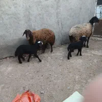 میش و بره دوعدد