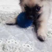 پامر پودل کراس