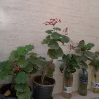 گلهای طبیعی|گل و گیاه طبیعی|نظرآباد, نظرآباد|دیوار