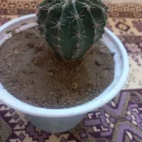 سه گلدان گل کاکتوس ویه گلدان گل گهواره ای|گل و گیاه طبیعی|شاهین دژ, |دیوار