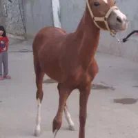 کره اسب