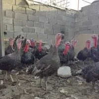 فروش تخم بقلمون نطفه دار|حیوانات مزرعه|تاکستان, |دیوار