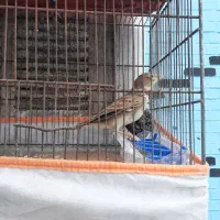 پرنده زیبا خوش اواز