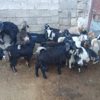 ۳۵راس بی|حیوانات مزرعه|ایلام, |دیوار