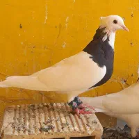 طوقی ماده و دوتا نر