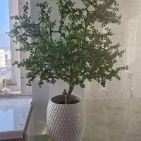 کراسولا خرفه ای ۱۲ ساله