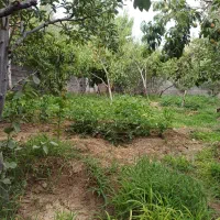 800متر-باغ-فروشی-در-حیدره-بالای-شهر-برق-دار