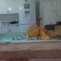 ماهی|ماهی|تربت جام, اسماعیل آباد|دیوار