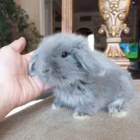 خرگوش های اصیل وارداتی