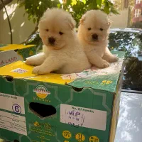 چاوچاو سفید پوزه فلت