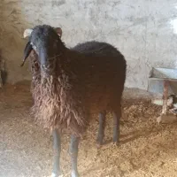 بره قوچ (میش بره شیشک بز)