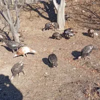 بوقلمون 7ماهه|حیوانات مزرعه|مشگین شهر, |دیوار