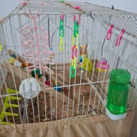 طوطی برزیلی|پرنده|چالوس, |دیوار