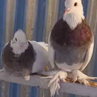 کبوتر. طوقی