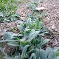 گل گاوزبان همیشه سبز هم بذرش وهم بوتش موجود|گل و گیاه طبیعی|گرگان, |دیوار