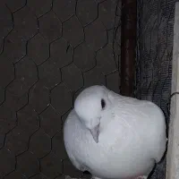 کبوتر تهرونی بلند پرواز|پرنده|شیراز, داریون|دیوار