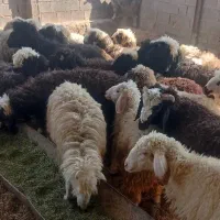 بره پروار بندی